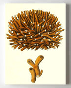 Madrepora flexuofa
