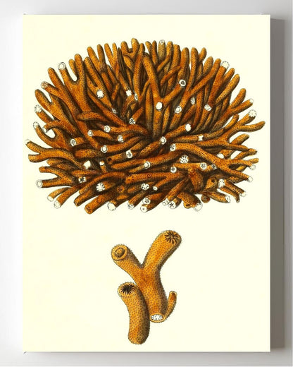 Madrepora flexuofa