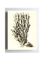 Caryophyllia antophyllum