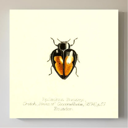 Epilachna Buckleyi