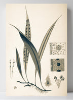 Pleopeltis Percussa