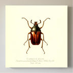 Eutelesmus Simplex
