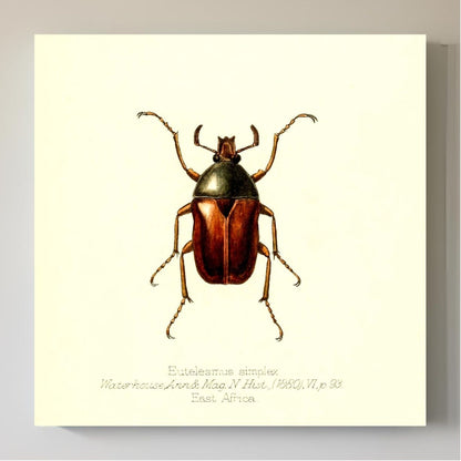 Eutelesmus Simplex