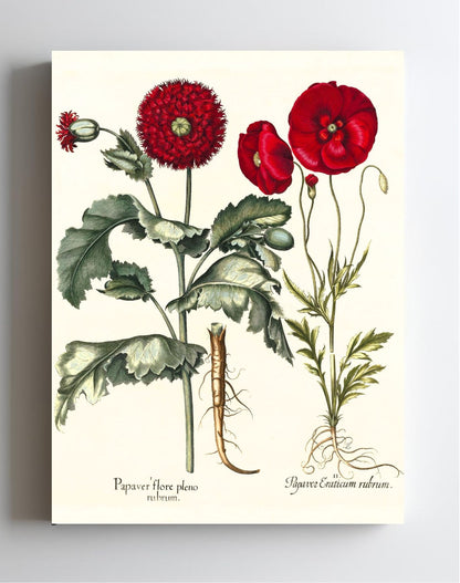 Double-flowered red garden poppy, Corn poppy