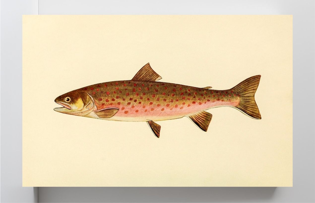 The Dolly Varden Trout (Adult Male) Salvelinus-Parkei