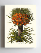 Multiflorous crown-imperial fritillary