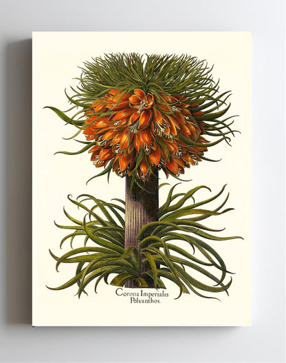 Multiflorous crown-imperial fritillary