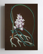 Aerides Mitratum