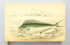 Atlantic Coryphaene or Dolphin