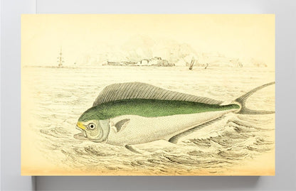 Atlantic Coryphaene or Dolphin