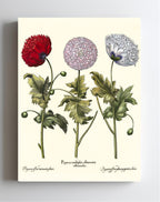Double-flowered variegated garden poppy, et al