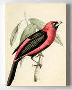 Black-Masked Tanager
