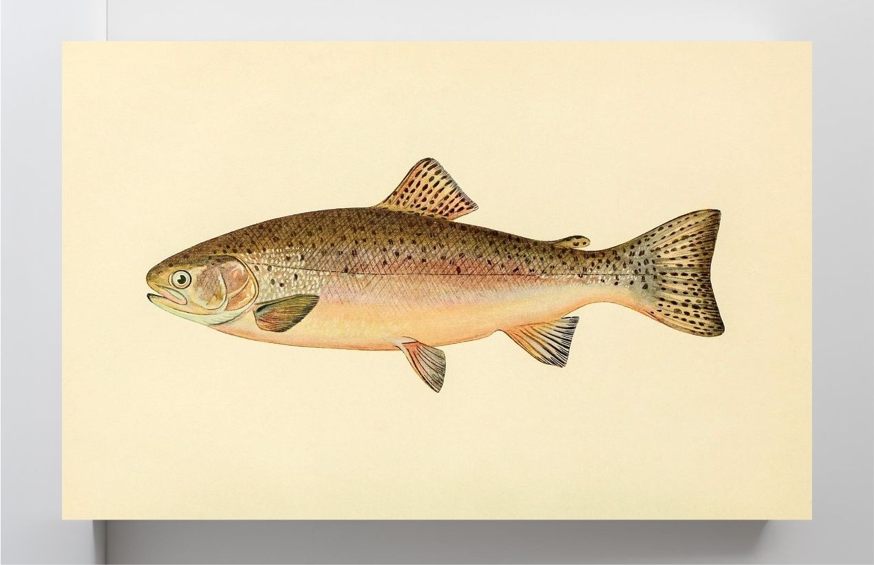 The Rainbow Trout (Adult Male) Salmo-Irideus