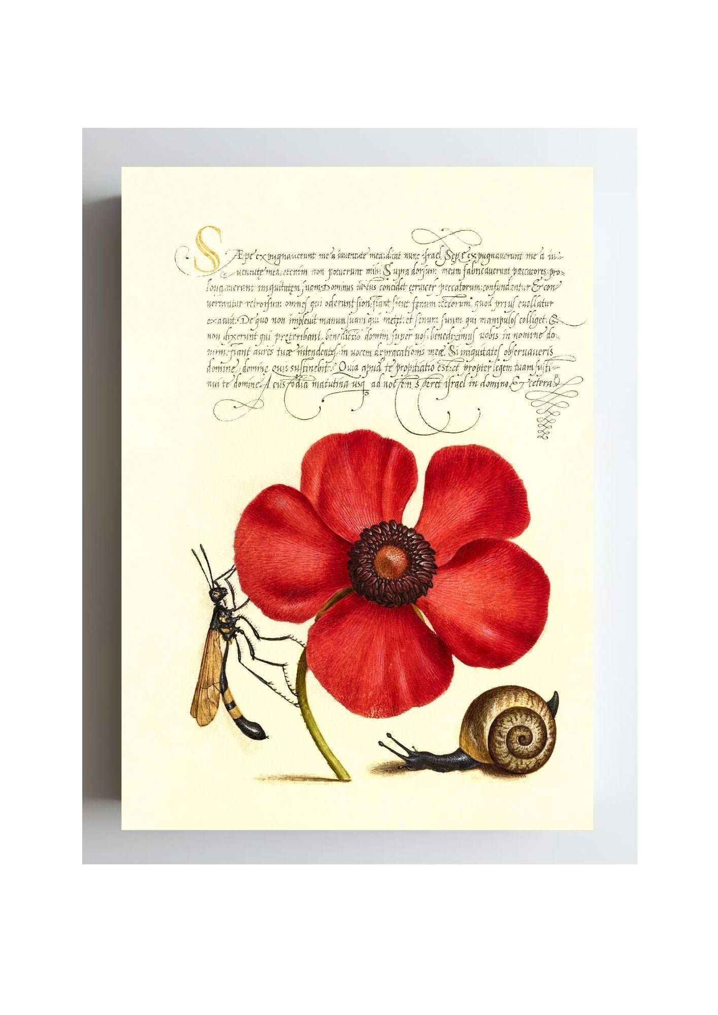 Terrestrial Mollusk, Poppy Anemone, and Crane Fly
