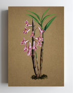 Dendrobium Hasselti
