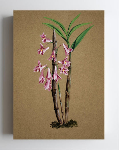 Dendrobium Hasselti