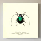 Cyclopeplus Cyaneus