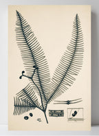 Gleichinia Immersa