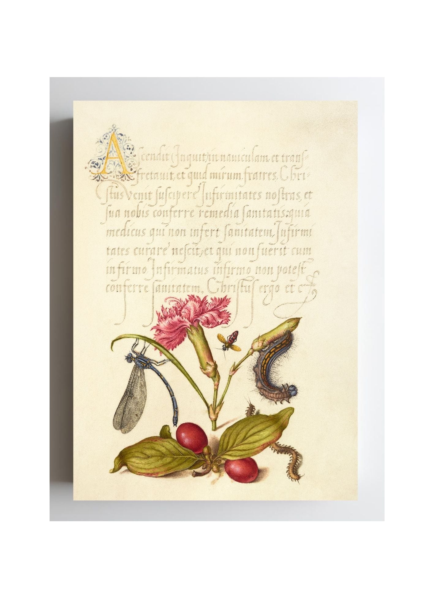 Damselfly, Carnation, Firebug, Caterpillar, Carnelian Cherry, and Centipede