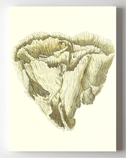 Madrepora foliofa