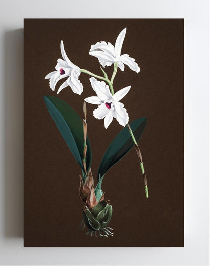 Laelia Acuminata