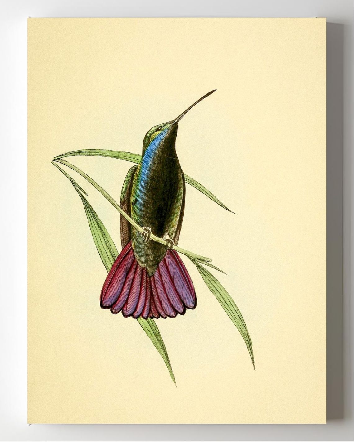 Mango Hummingbird Male