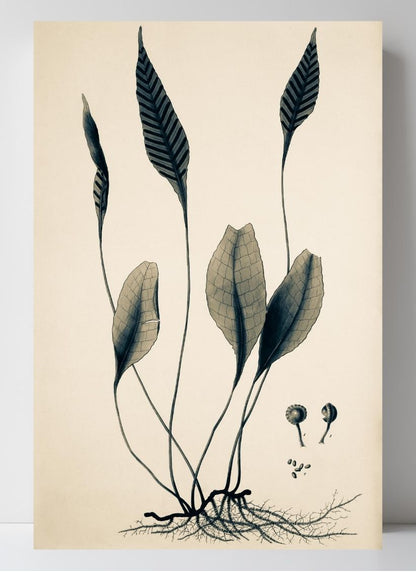 Ceterach Pedunculata