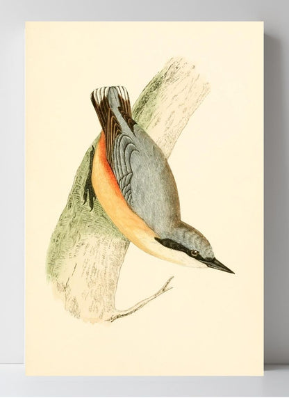 Nuthatch