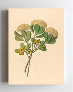 Pentandria Mon. (Pittosporum Viridiflorum)