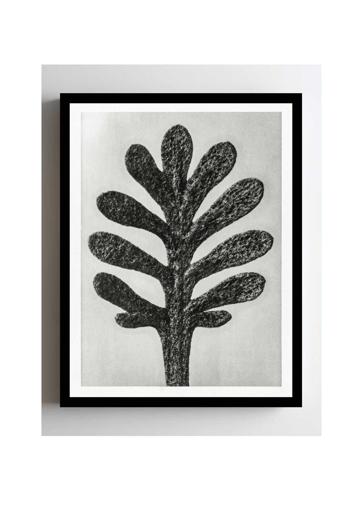 Achillea Umbellata (Yarrow Leaf)