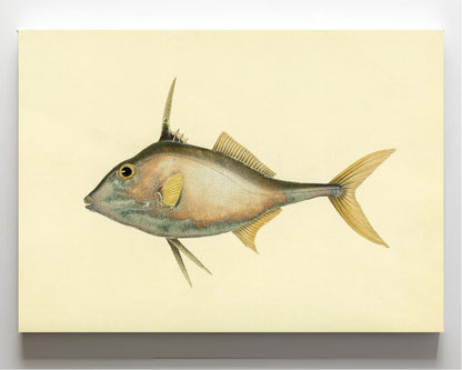 Balistes Biaculeatus