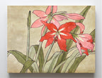 Amaryllis