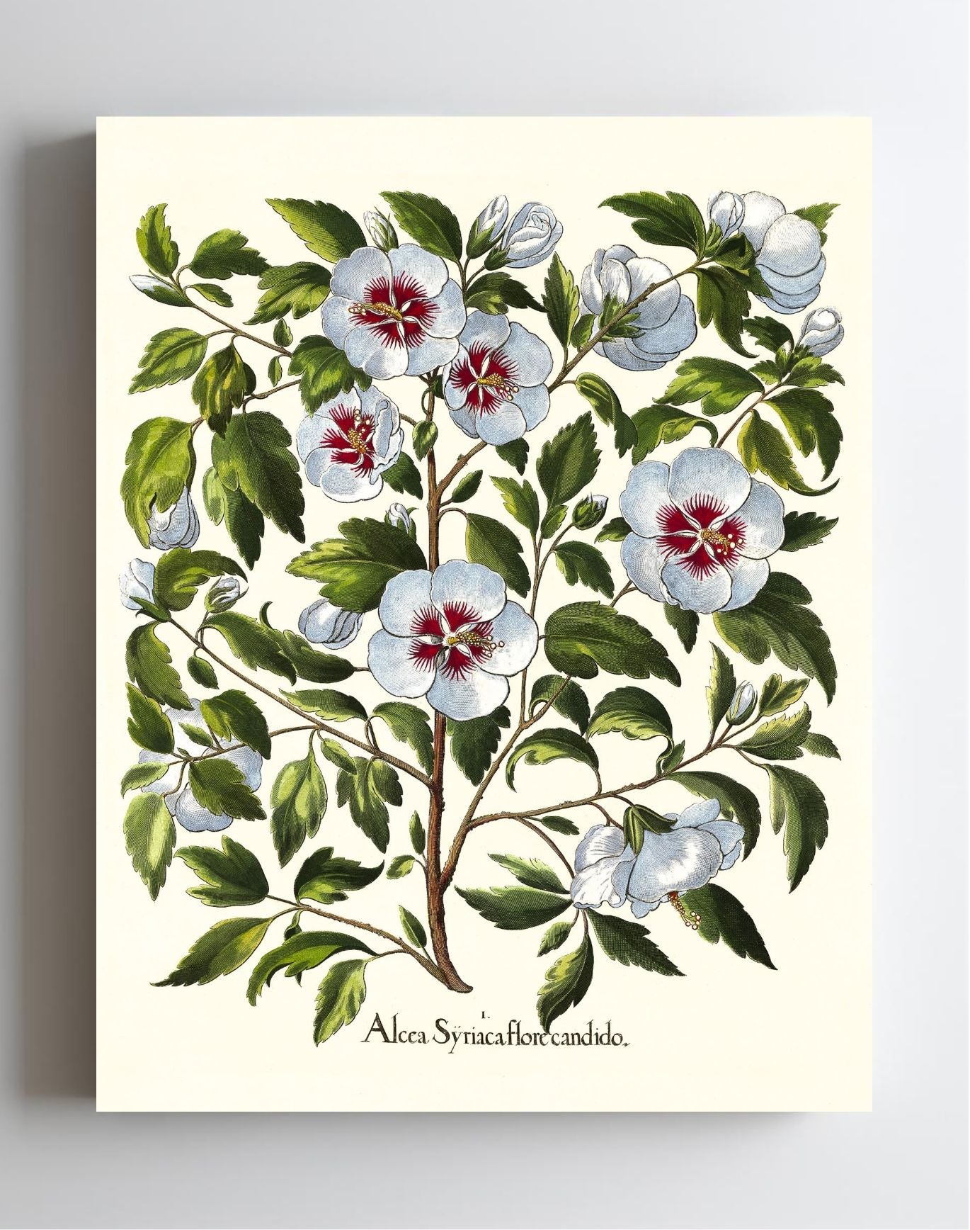 White rose of Sharon