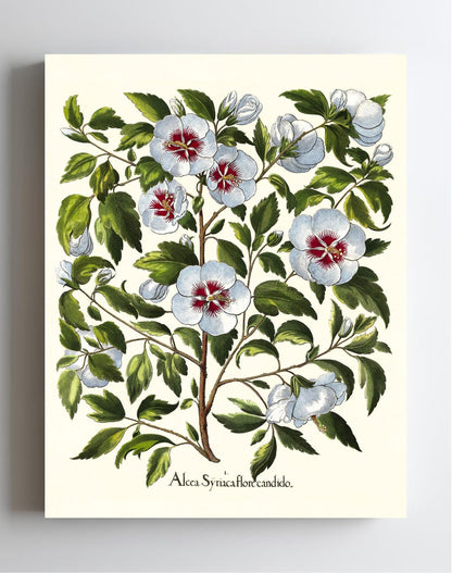 White rose of Sharon