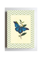 Papilio Menelaus