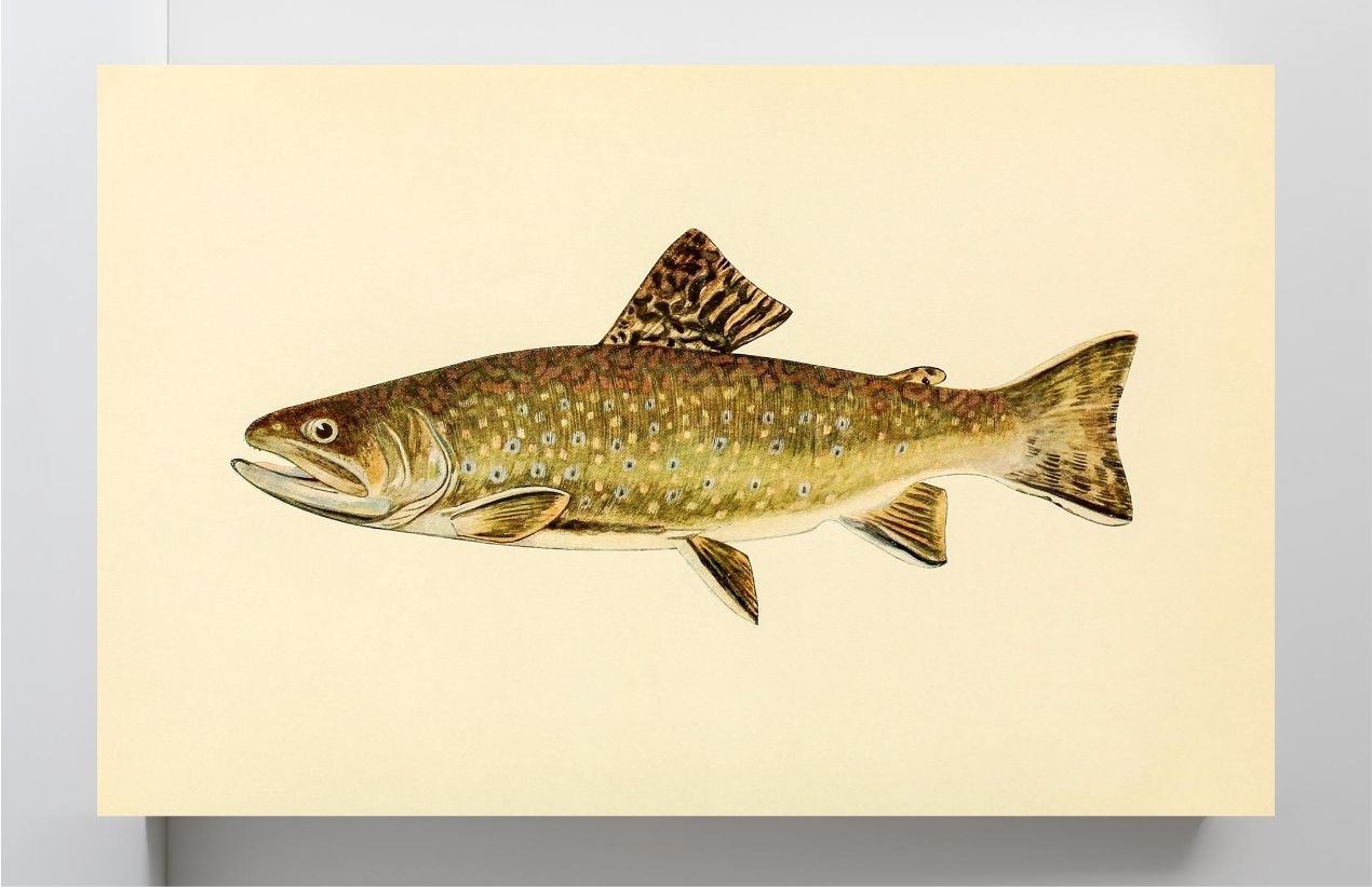 The Brook Trout (Adult Male) Salvelinus-Fontinalis (early spring coloration)