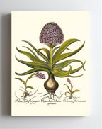Peruvian squill, Pink spotted wild orchid, et al