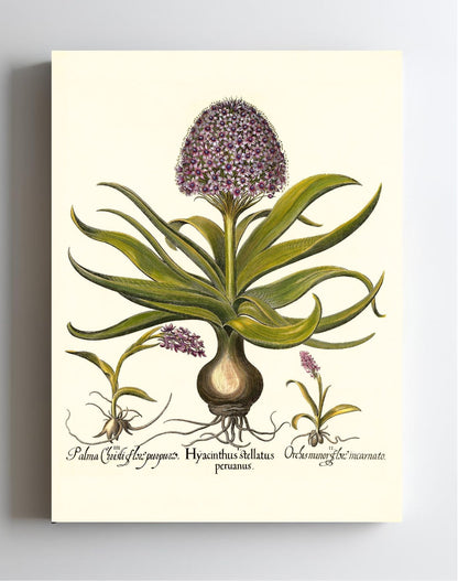 Peruvian squill, Pink spotted wild orchid, et al