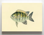 Chaetodon Tyrwhitti