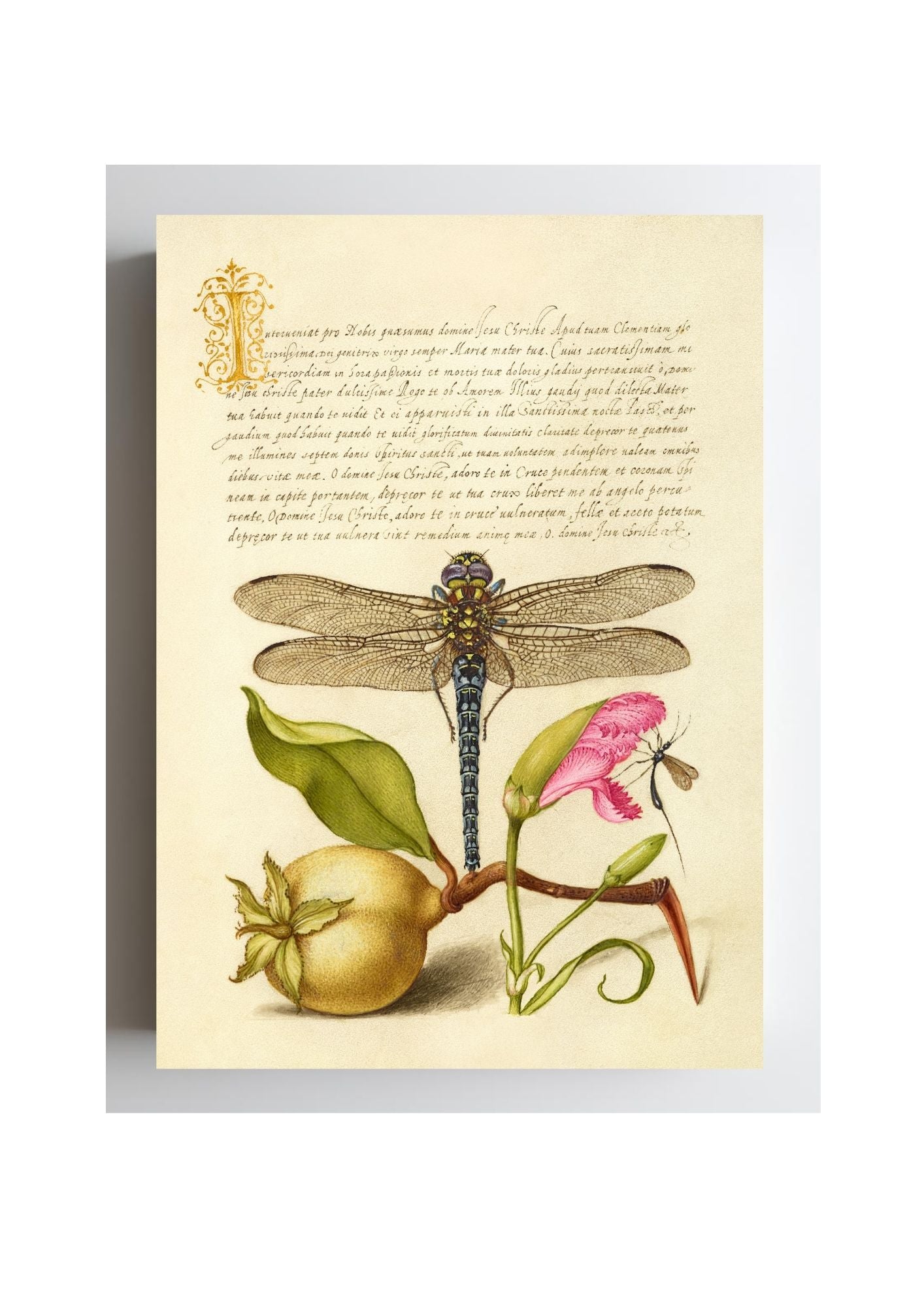 Dragonfly, Pear, Carnation, and Insect