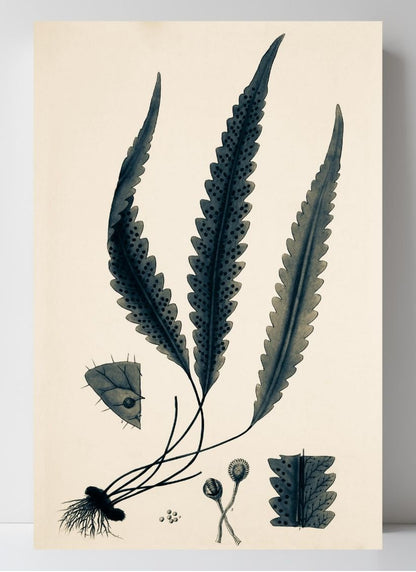 Polypodium Scolopendrioides