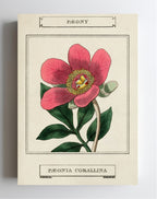 Paeony