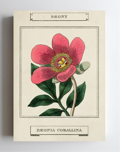 Paeony
