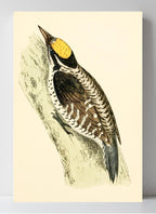 Three-Toed Woodpecker