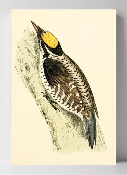 Three-Toed Woodpecker