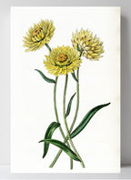 Two-coloured Elichrysum