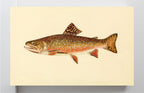 The Brook Trout (Adult Male) Salvelinus-Fontinalis