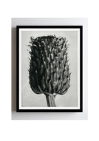 Cirsium Canum (Thistle) Flower Head