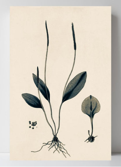 Ophioglossum Ellipticum