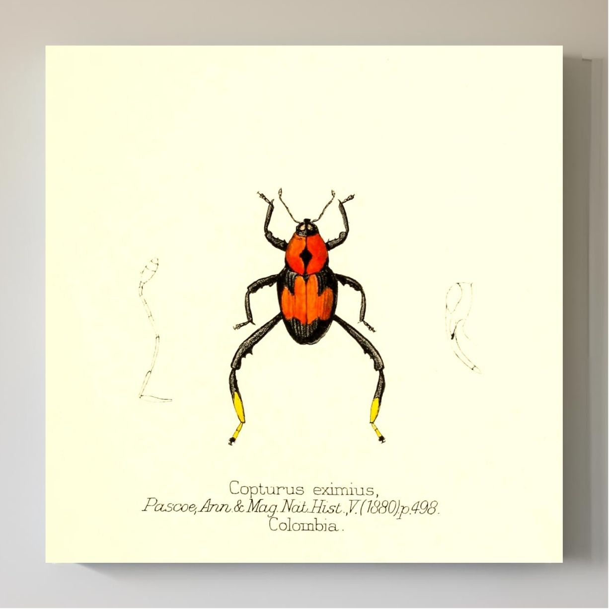 Copturus Eximius